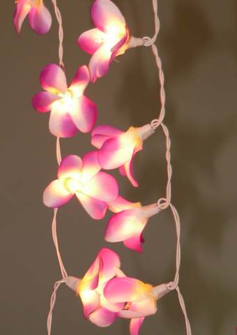Pink & Yellow Frangipani Style - fairy lights